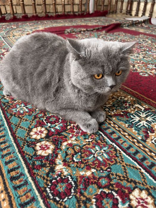 skotish strayt tozasi sotiladi