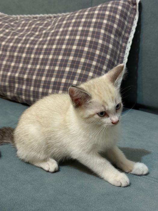 Мысық-котёнек, котёнек марғау