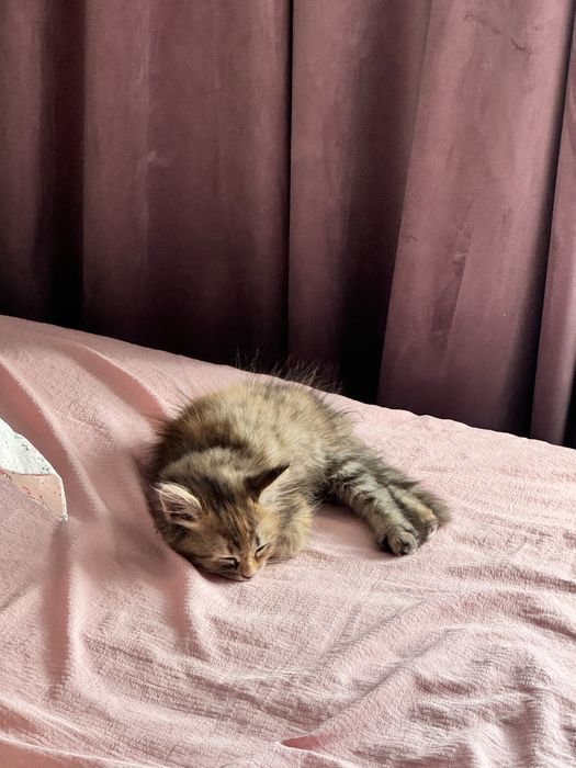 Отдам котенка в добрые руки ( девочку)