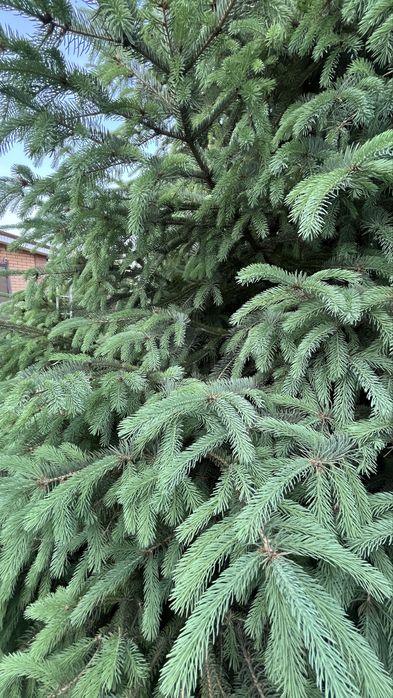Продам голубые ели