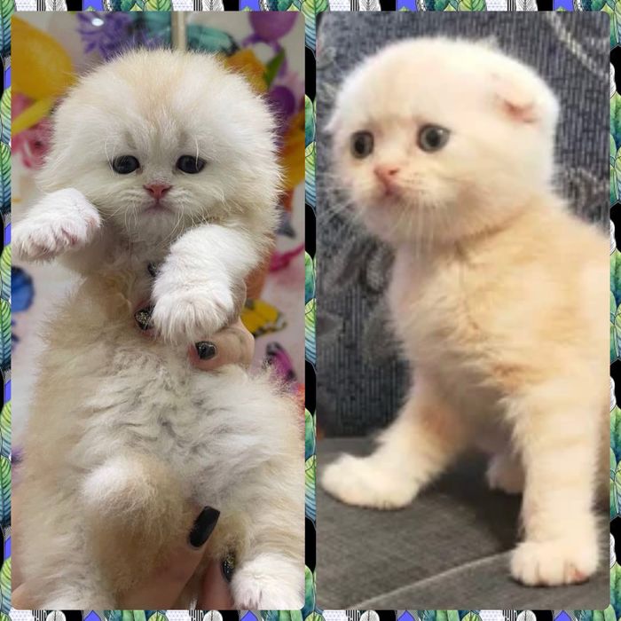Вязка: Шотланский Скоттиш Фолд! Золотая шиншилла!