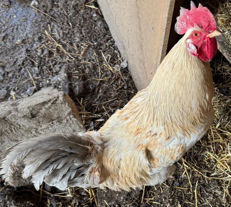 Продам домашних петухов