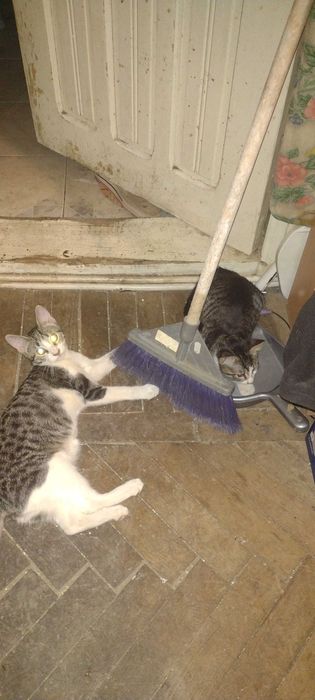 Donez urgent doi pui pisici gratis pentru iubitorii de animale