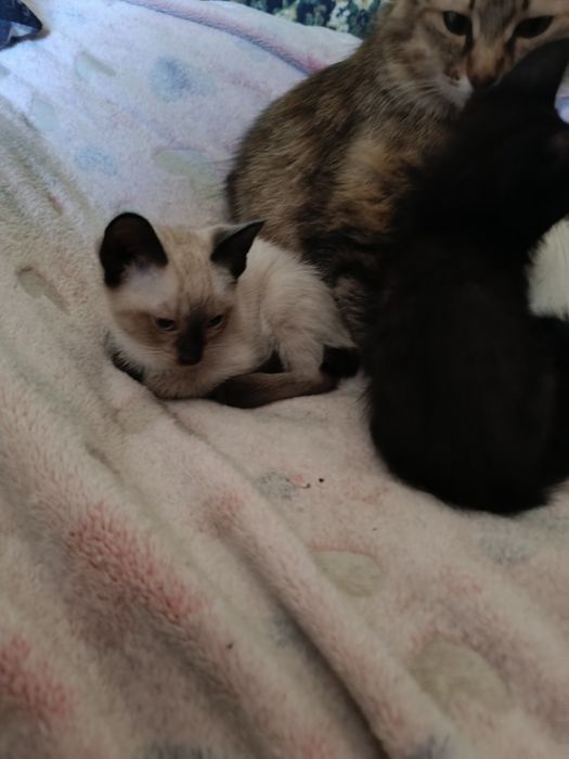 Отдам котят в хорошие руки