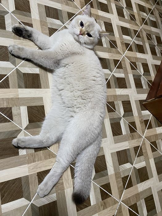 ВЯЗКА ga beriladi BRT/ STR