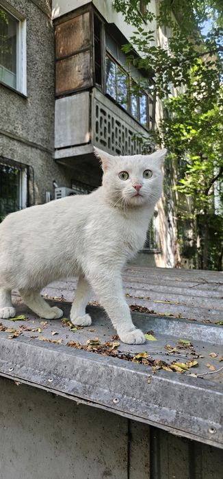 Белый кот даром. Котёнок белый