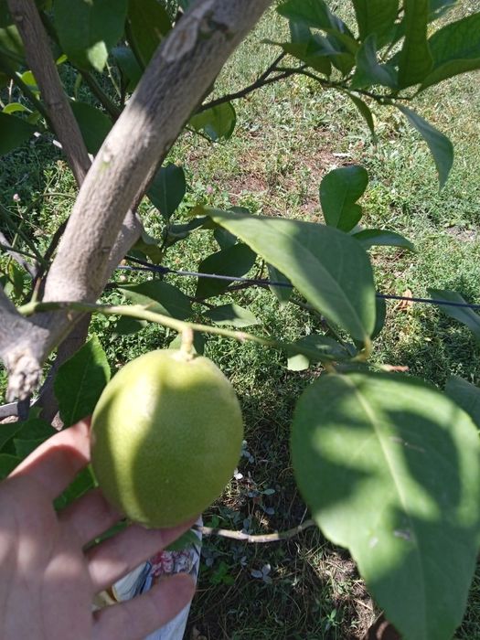 Продам большое плодоносящее дерево лайм