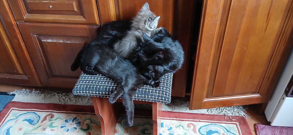 Котята родидись 8 марта