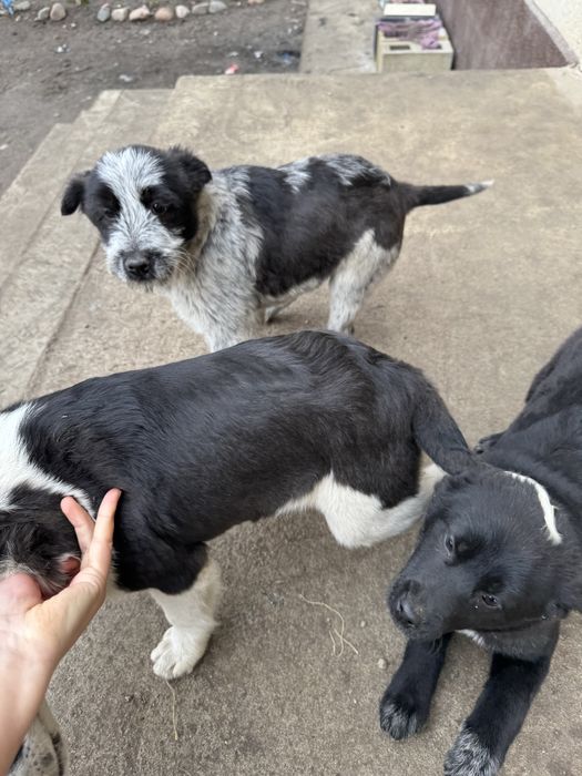 Отдам в добрые руки щенки