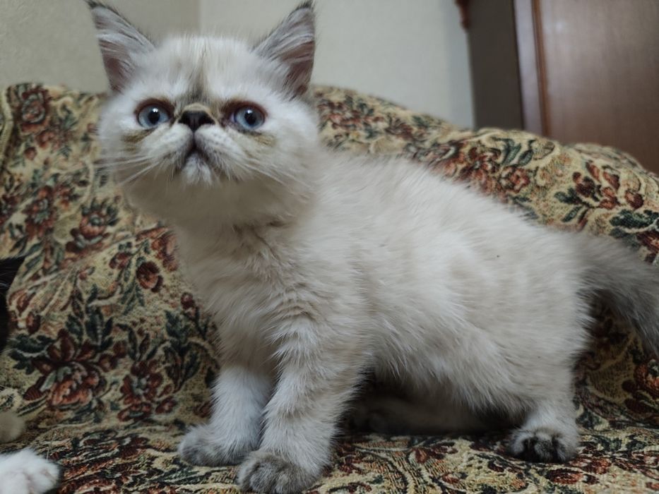 Котята экзоты экстремалы