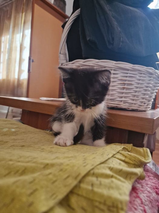 Отдаем котят милашей