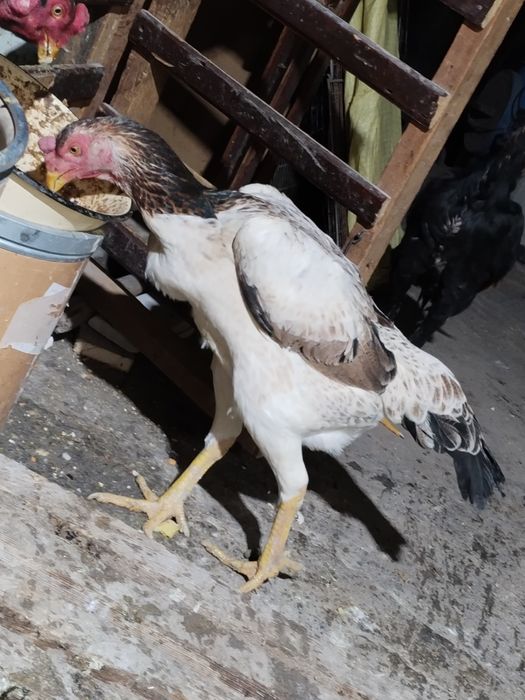 3 yillik tulle tovuq