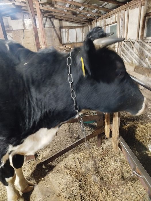 Тёлка 2 года 3месяца цена 700000