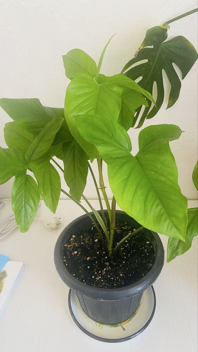 Комнатные цветы и растения