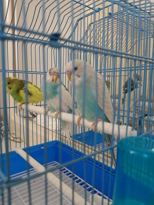 Попугай продается