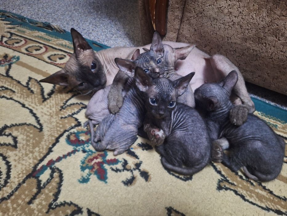 Котята сфинкса 1 месяц