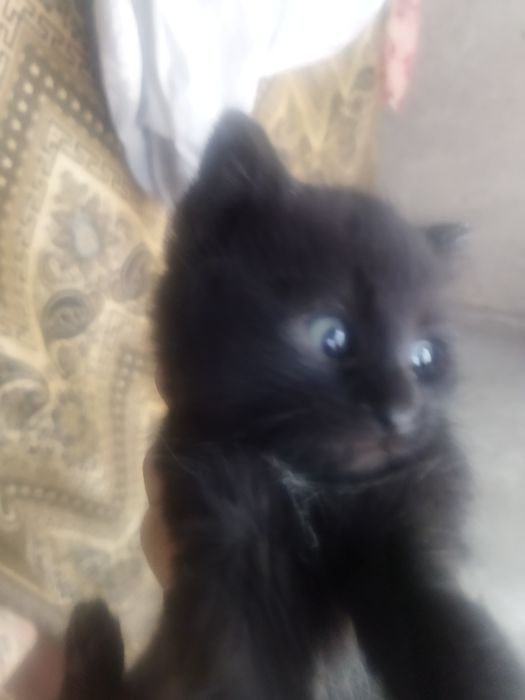 Котята по 20.000тисяч