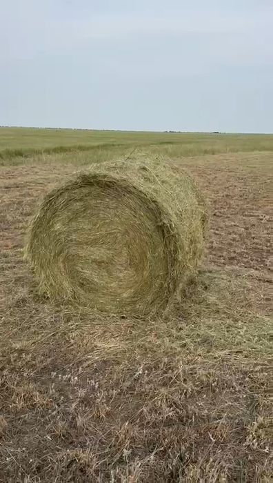 ШӨП, Разнотравье ,с доставка