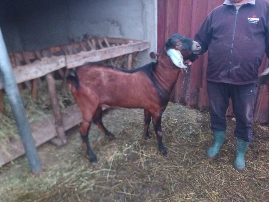 Vand Tap anglo-nubian