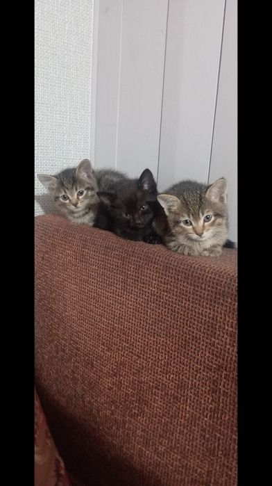 Котята . Бесплатно .