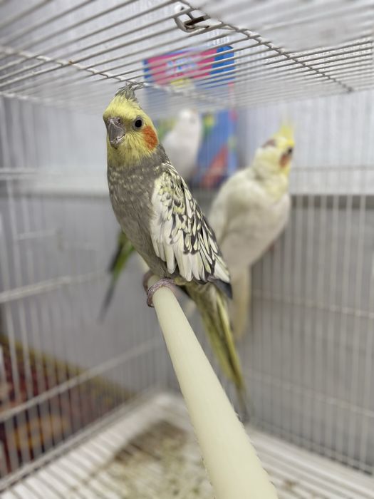 Продаю попугаев корелла