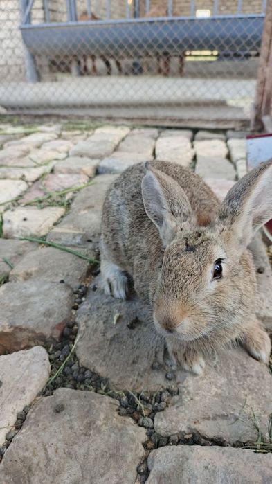Flandir zotdor quyonlar