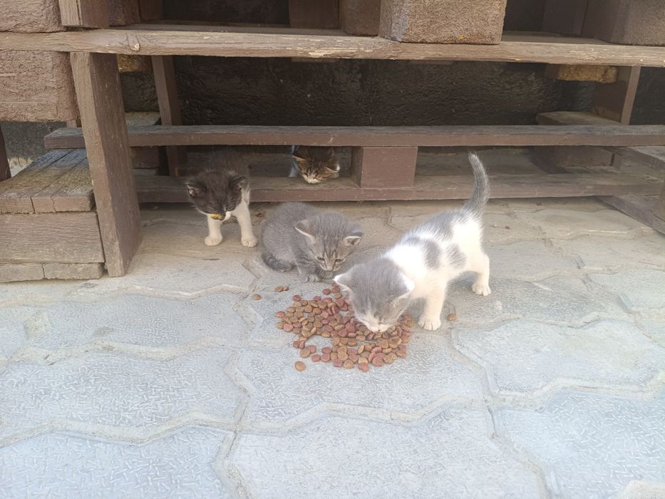 Котята в добрые руки