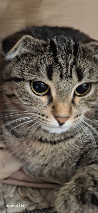 Шотландский кошка