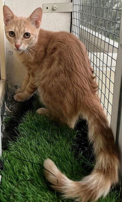 Metisi British Shorthair pui