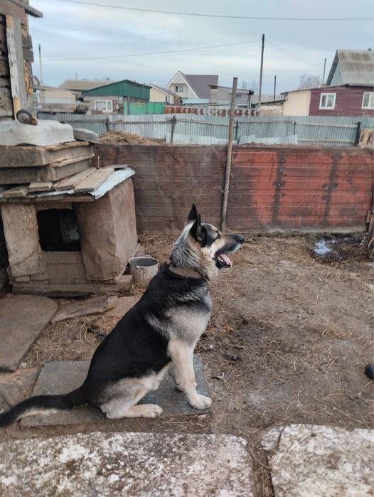 Восточно европейская овчарка