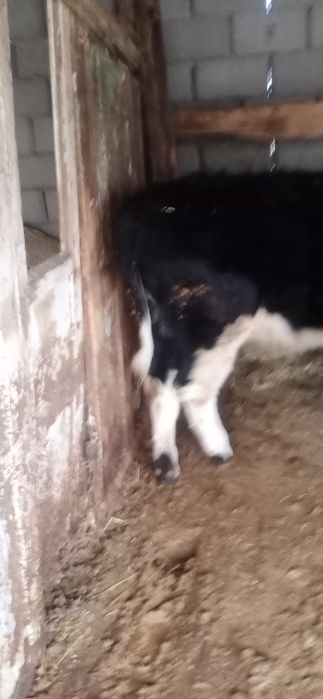 1,5жасар Тана сатылады