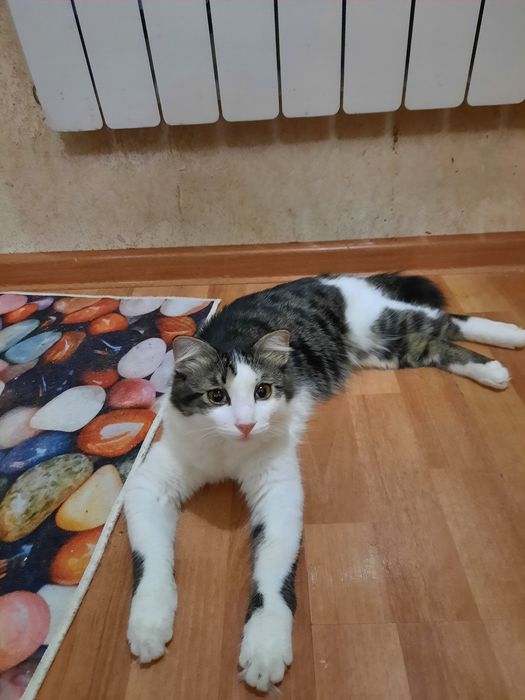 Молодой кот 7 месяцев