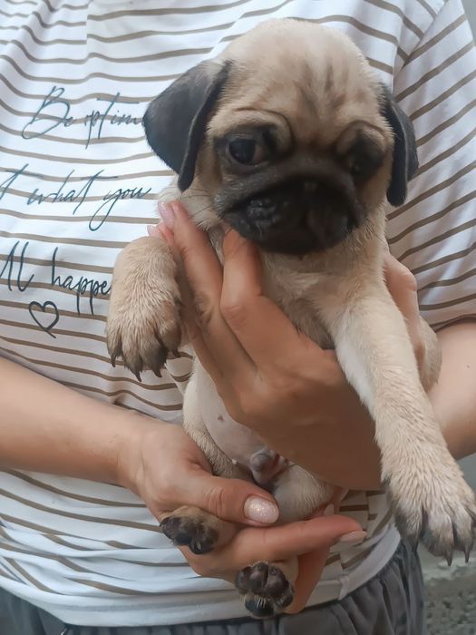 Продаются щенки мопса