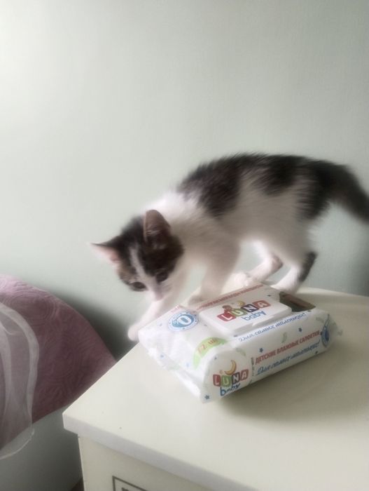 Котёнок кошка мысык мальчик