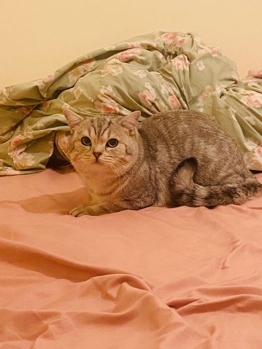 Кошка продается хороший руки