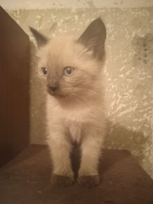 Котёнок ищет добрые руки