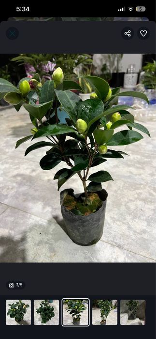 Цветы камелия « Японская роза» есть белого и красного цвета