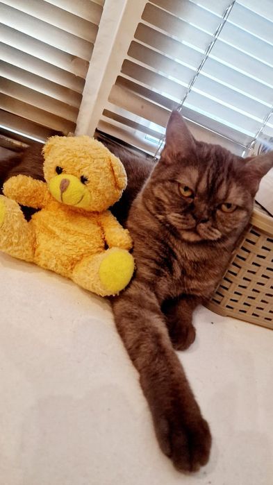 Продам котят, в хорошие руки