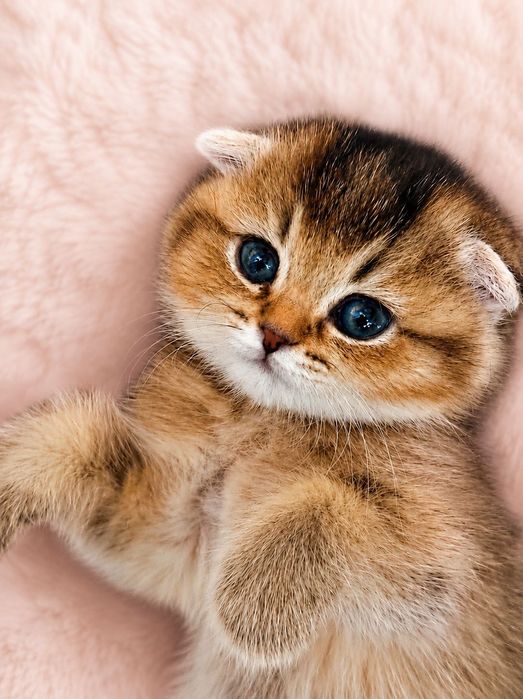 Скоттиш фолд чистокровные