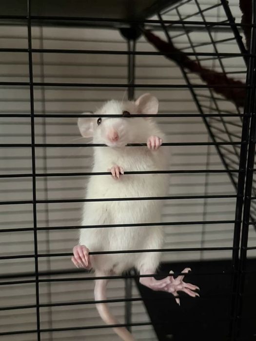 крыски Дамбо ручные