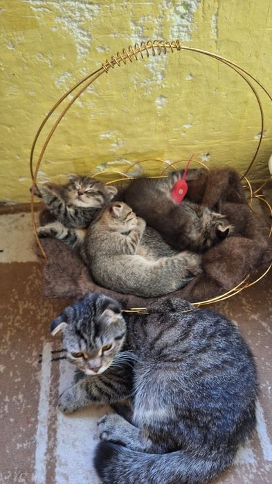 отдам в добрые руки  котят скоттиш-фолд
