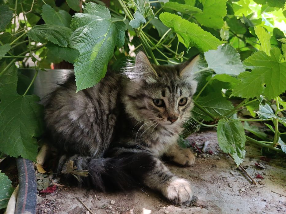 котятки в добрые руки
