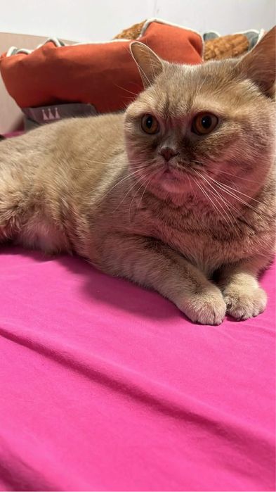 Гледане на домашни любимци