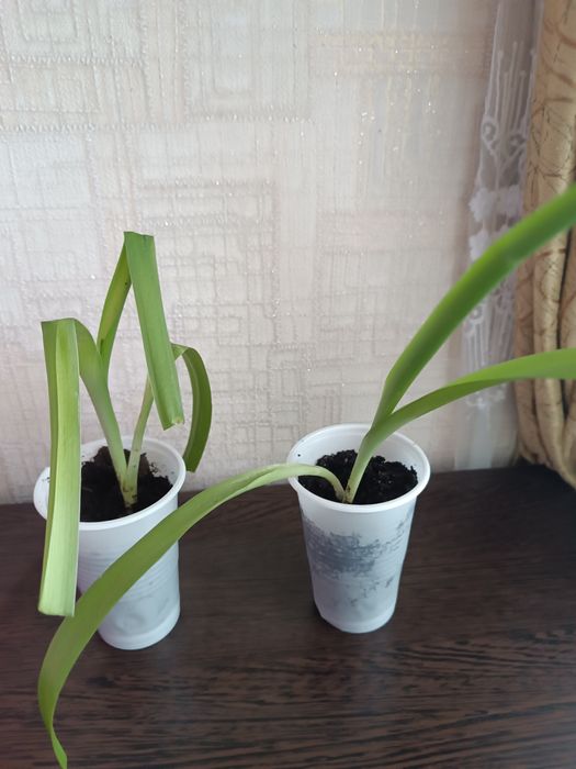 Индийский лук продам