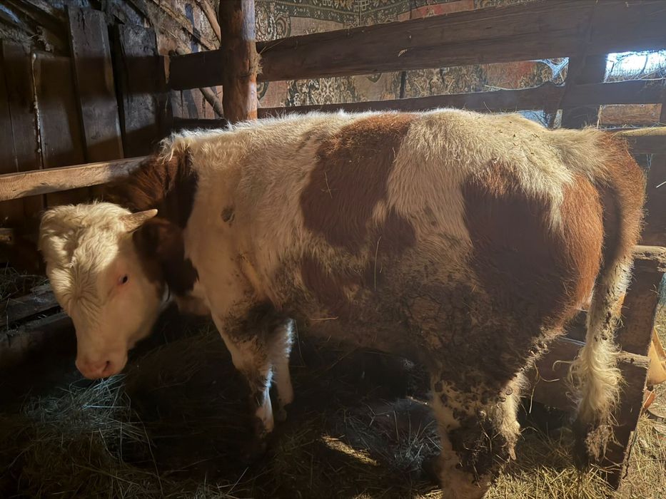 Продам быка на откорме упитанный