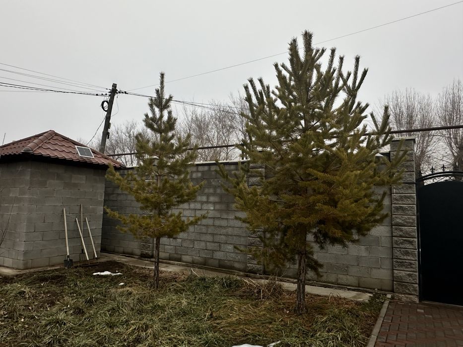 Елка живая и сосны