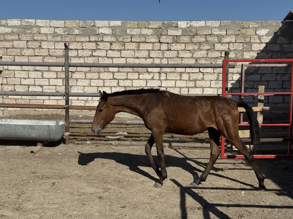 Тай сатылады