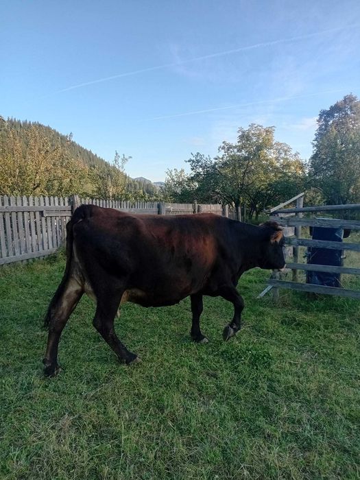 Vând vaca brună  foarte buna sanatoasa cuminte cu al 5_lea vitel