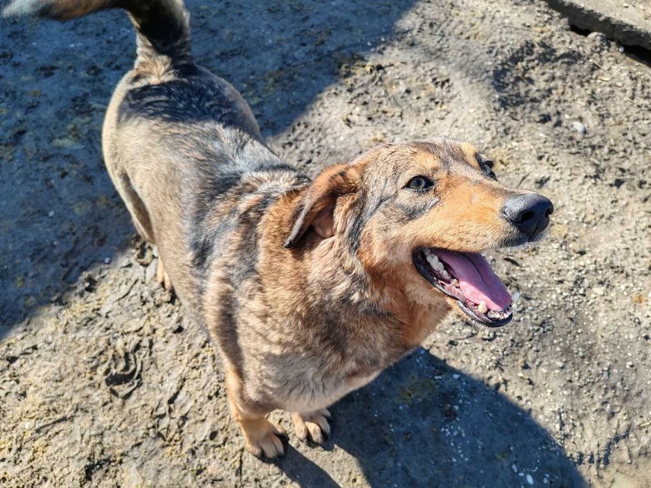 Daisy – cățelușă adorabilă de 4 ani își caută familie