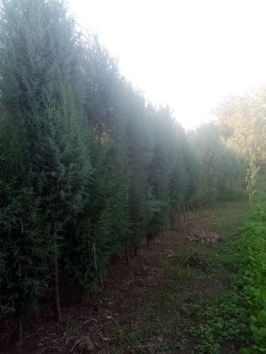 XAR turdagi manzarali archalar